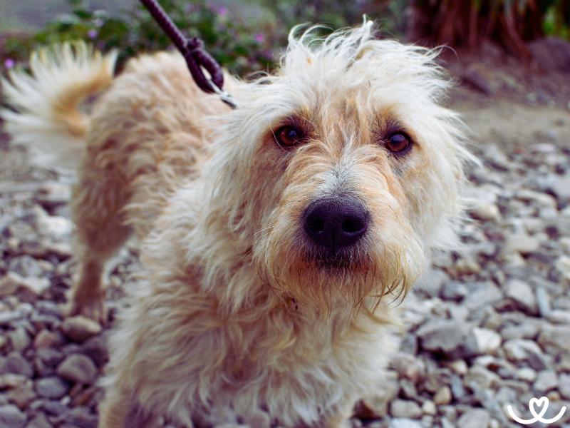 Psi-plemeno-otterhound (4)